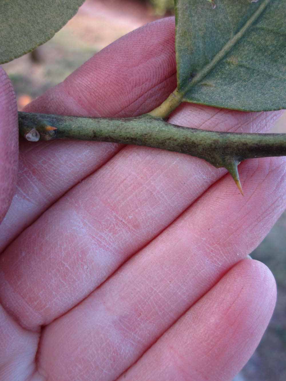              First year twig (Todo del Ano, Winter Haven, FL)       